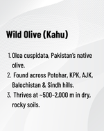 Organic Wild Olive Oil - Glass Packing